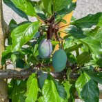 Slivka (Prunus Domestica) ´STANLEY´- výška 200 cm, obvod kmeňa 16/18 cm, kont. C70L - TVAROVANÁ STENA